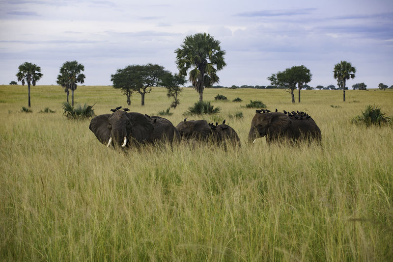 大象穿越草原