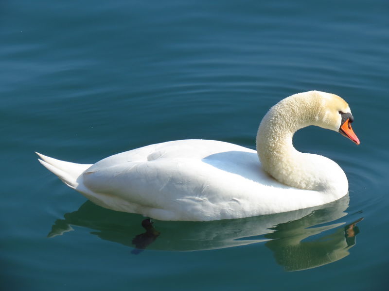 年轻的天鹅在湖边休息