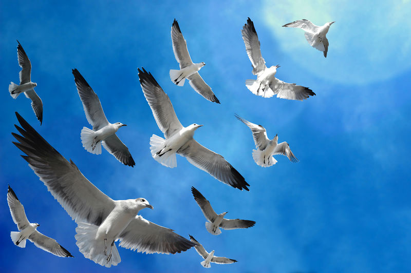成群结队的鸟（海鸥）追随天空中的光