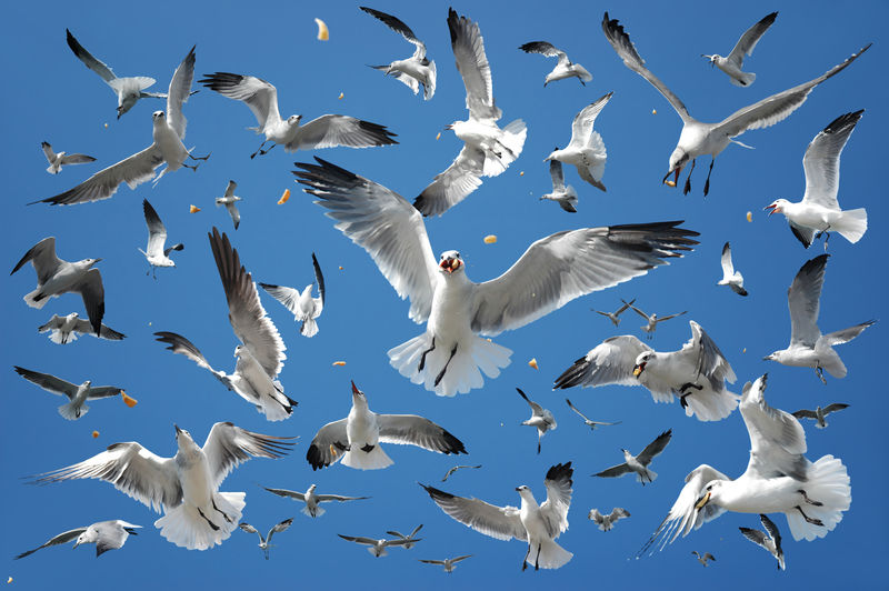 鸟群（海鸥）在空中觅食