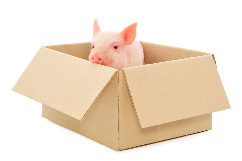 盒子里的猪