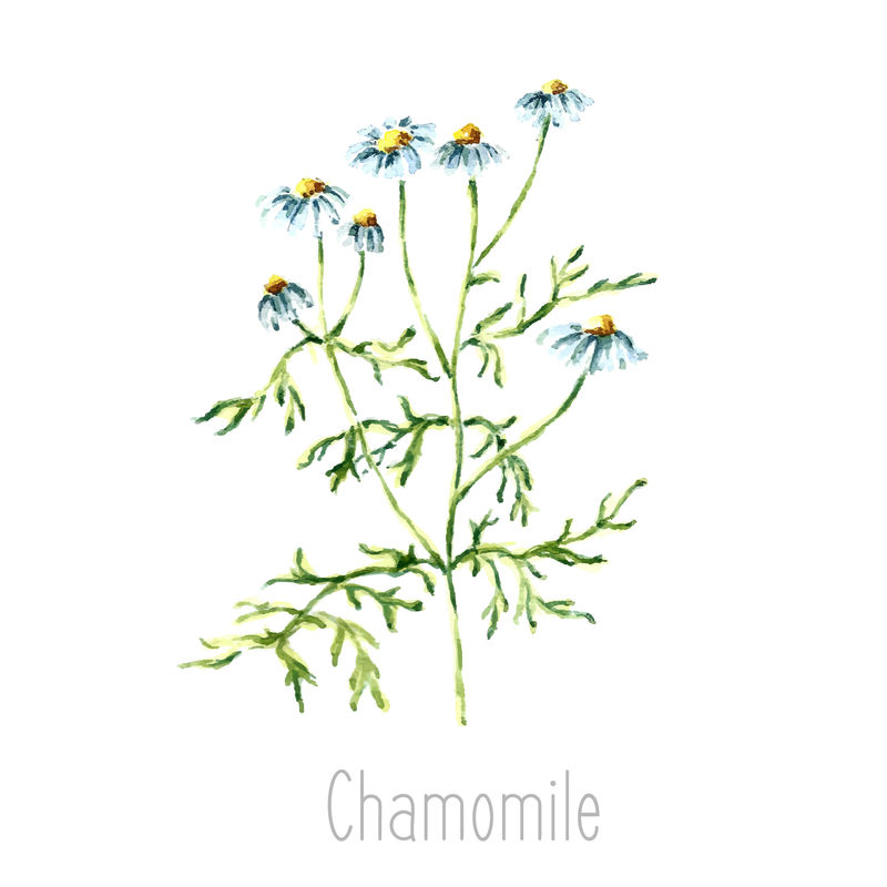 洋甘菊植物的手绘水彩植物插图-洋甘菊画孤立在白色背景上-草药插图-标本室