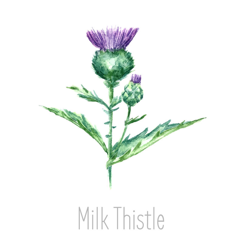 手工绘制的乳蓟植物水彩植物插图-乳蓟画孤立在白色背景上-草药插图-标本室