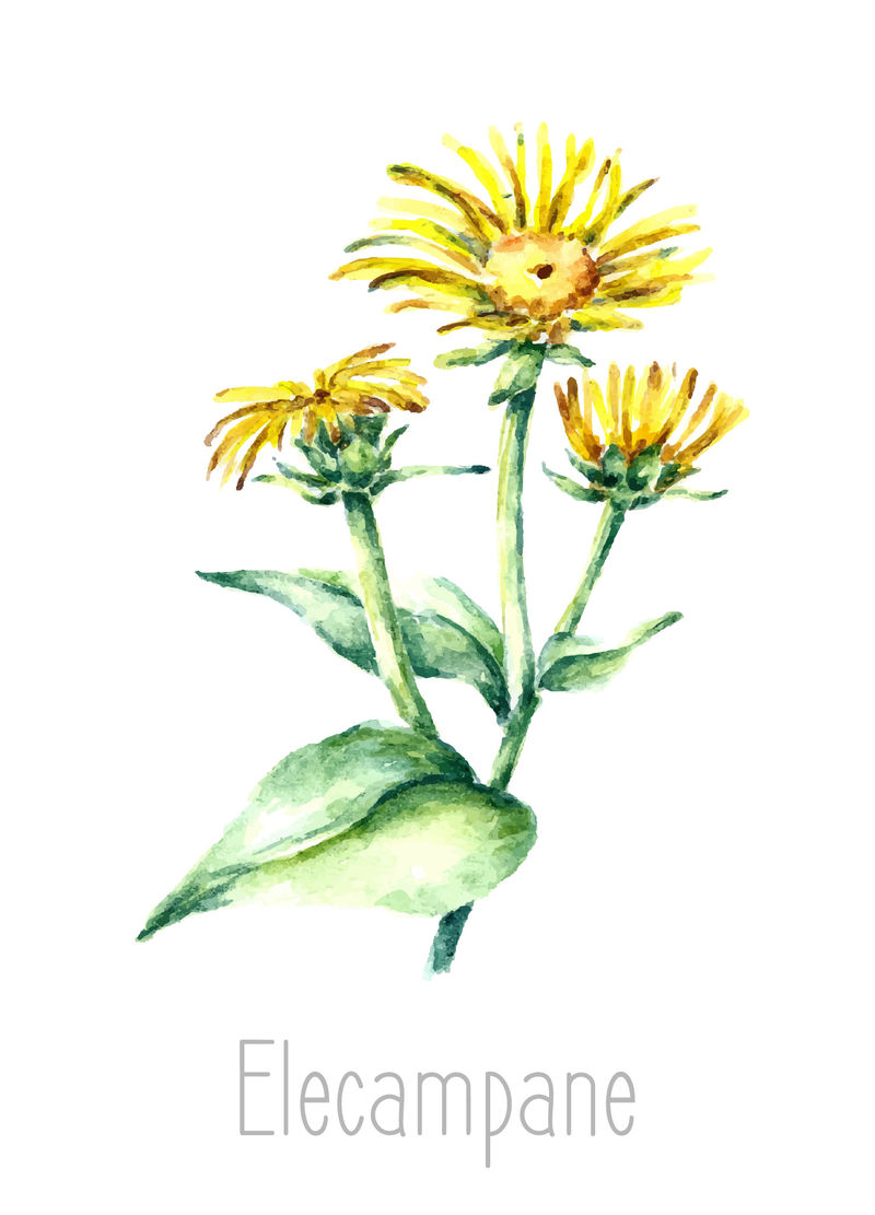 用手绘的水彩画植物插图-Elecampane在白色背景上单独绘制-草药插图-标本室