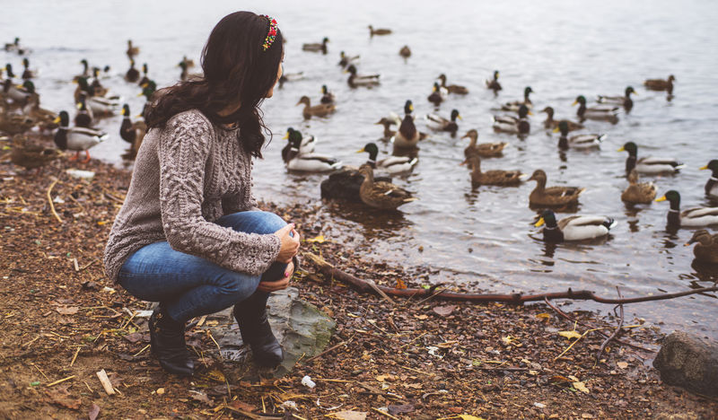 女人在寒冷的天气里鸭子在河上漂浮鸟的饥饿季节