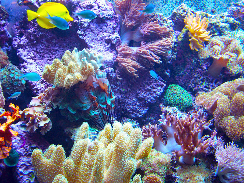 珊瑚屏障2