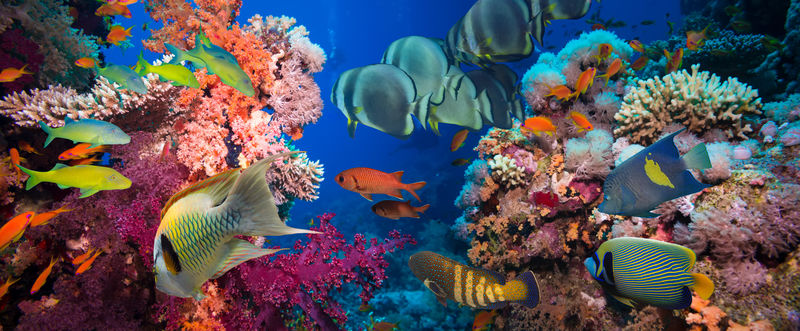 热带鱼类和珊瑚礁
