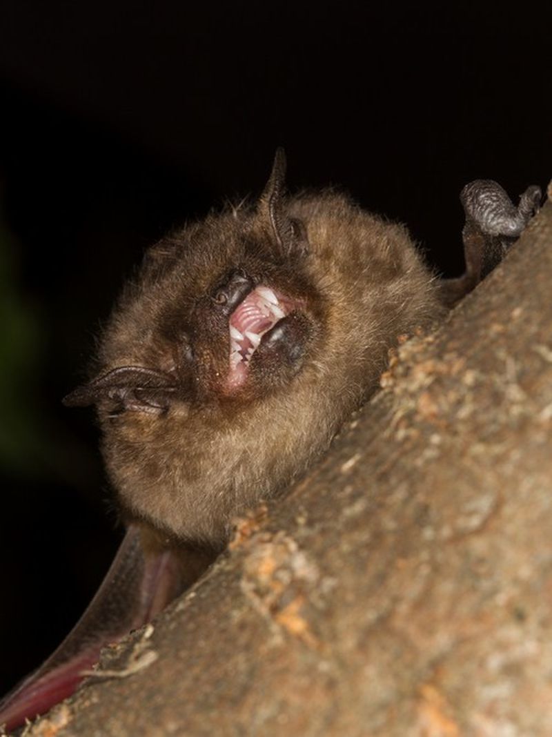 血清素蝙蝠露出牙齿