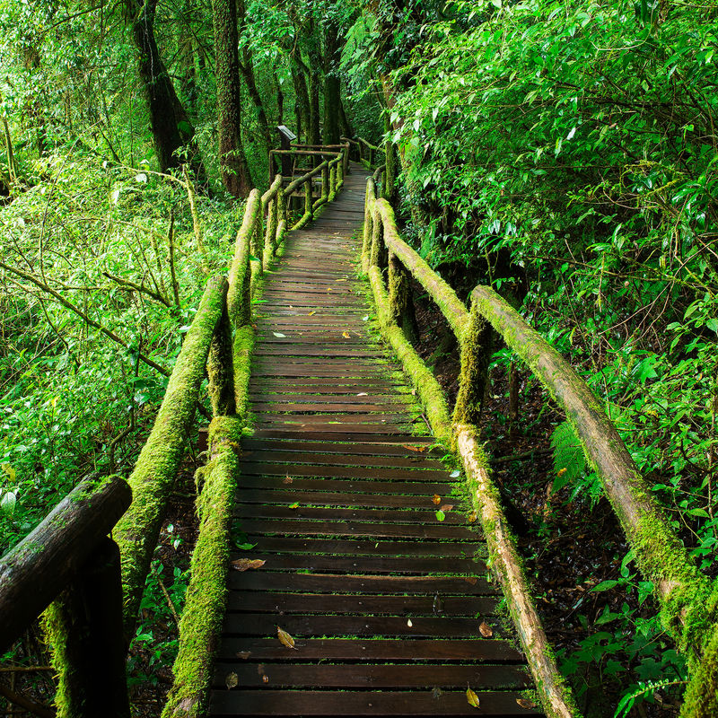 安加自然小径美丽的雨林自然美丽