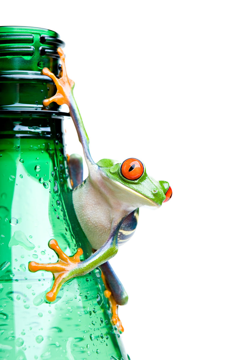 瓶子上的青蛙-一只白底红眼树蛙