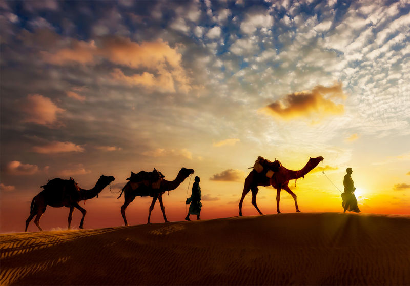骆驼骑骆驼的两个骆驼