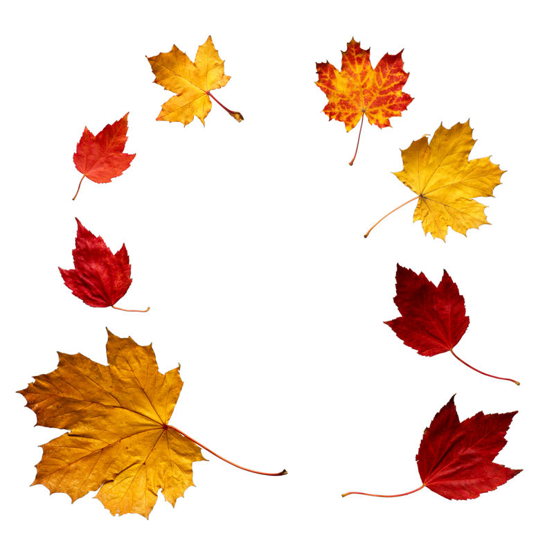 高分辨率彩色秋季枫叶背景