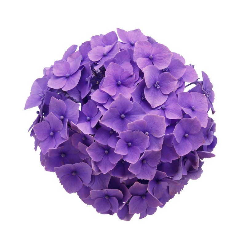 美丽的绣球花-紫色-白色背景