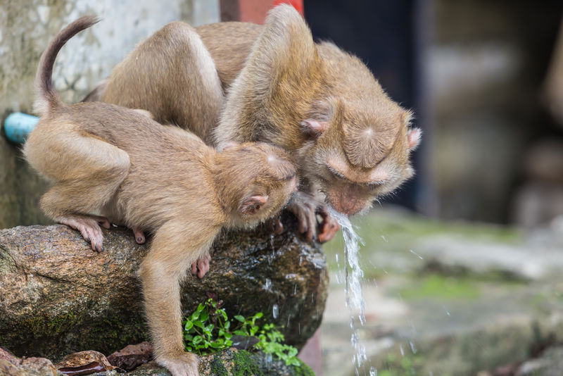 猴子从蓝管喝水