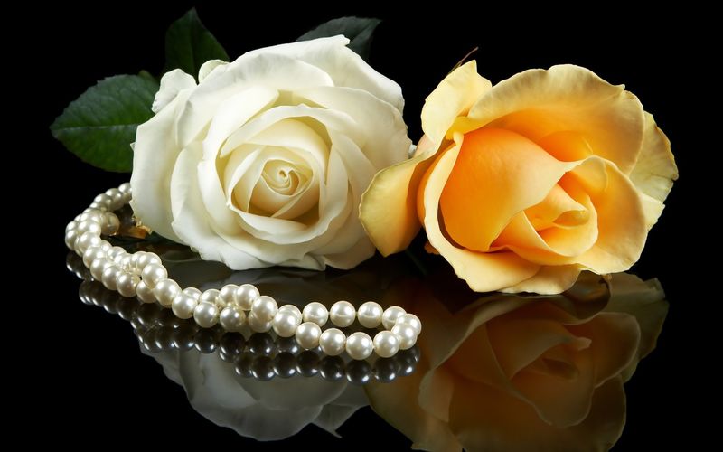 反光表面的珍珠项链和两朵美丽的玫瑰