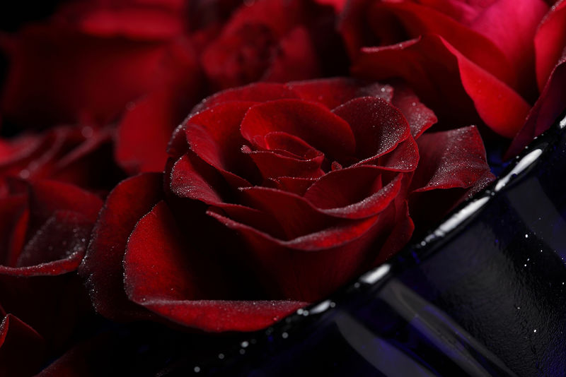 用黑色背景上的水滴封闭红色玫瑰