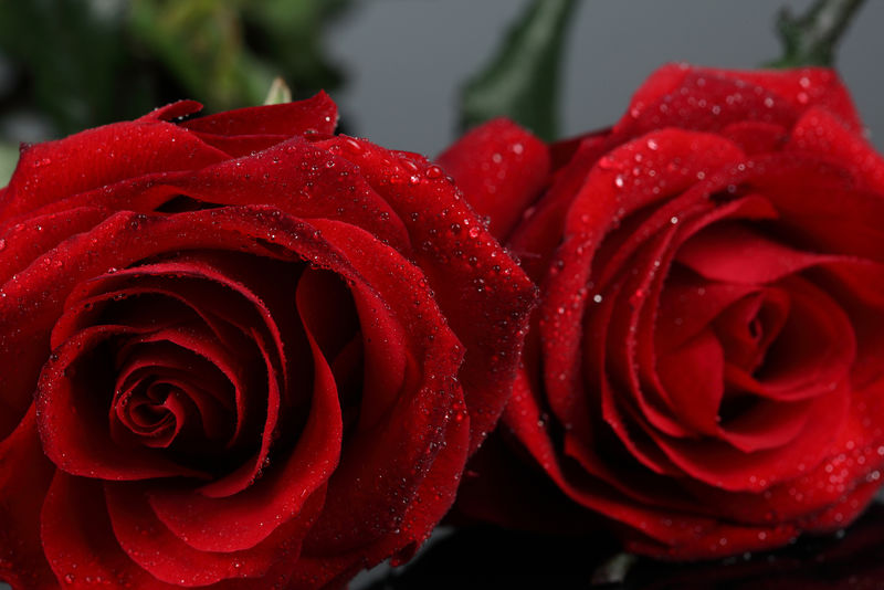 两个湿的红色玫瑰芽特写镜头