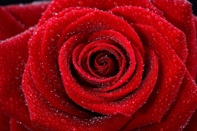带露珠的红色湿玫瑰背景