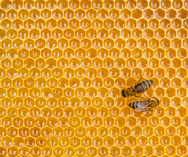 蜜蜂细胞上工作蜜蜂的特写
