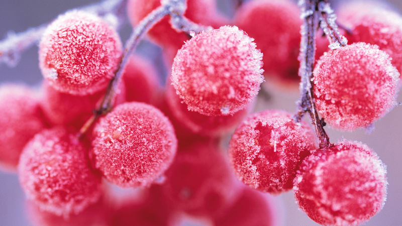 冰霜浆果