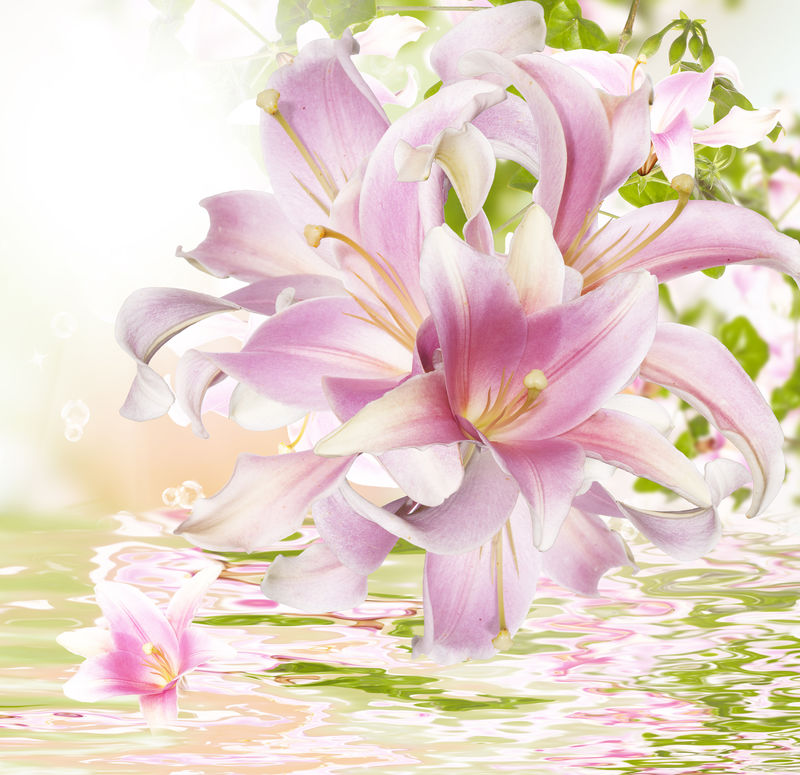 花美丽的兰花异域水背景