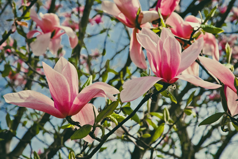 以玉兰花为背景的春季花卉-对于这张照片-应用了色调效果