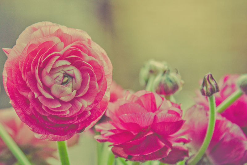绿草背景上的粉红玫瑰