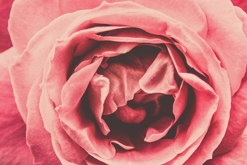 粉红玫瑰的美丽特写