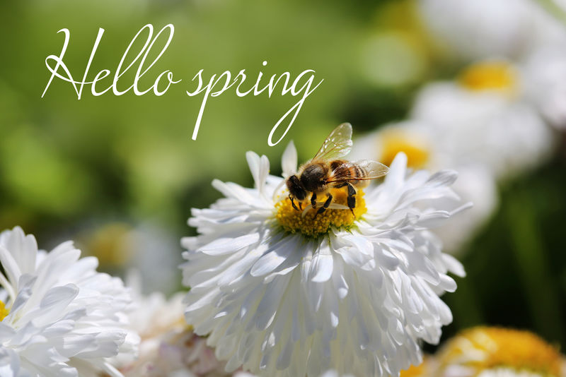 美丽的花和蜜蜂-户外-你好-春天概念