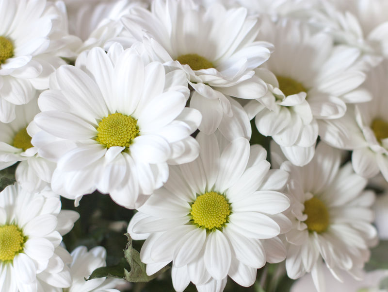 白色雏菊的照片背景