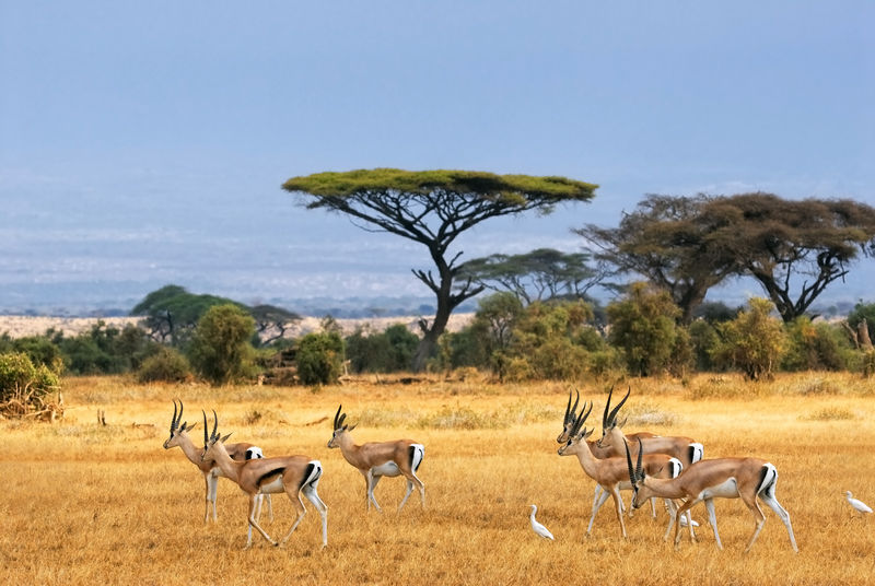 非洲风景与瞪羚-安博塞利-肯尼亚