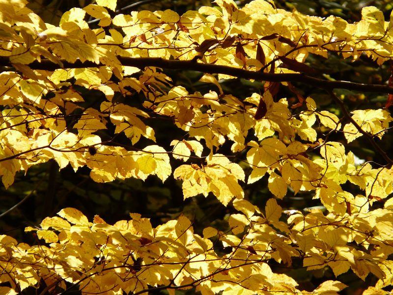 秋天栗树图案主题的黄色橙色树叶