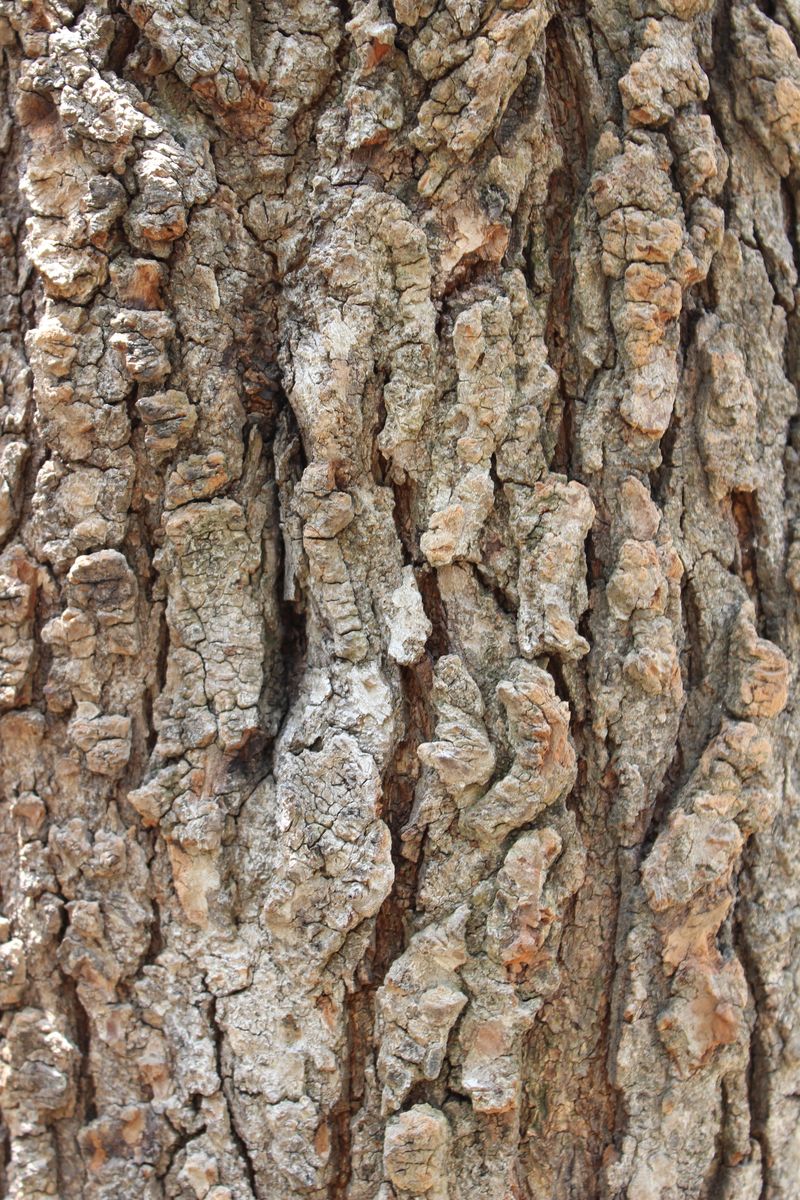 粗壮的树的树皮是棕色的