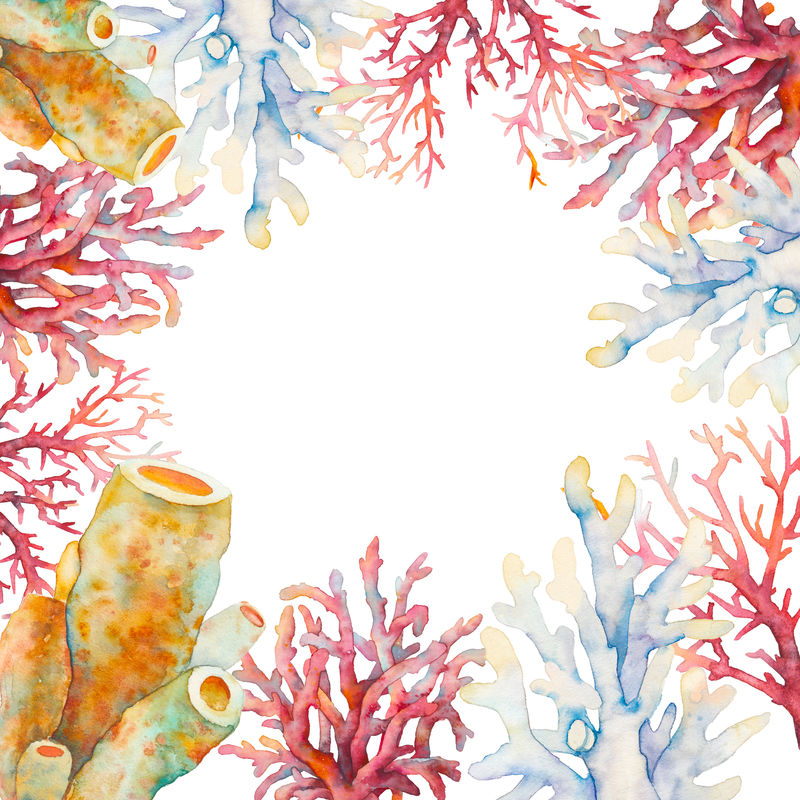 水彩珊瑚框插图。手工绘制的独立卡片设计，白色背景下的水下分支。