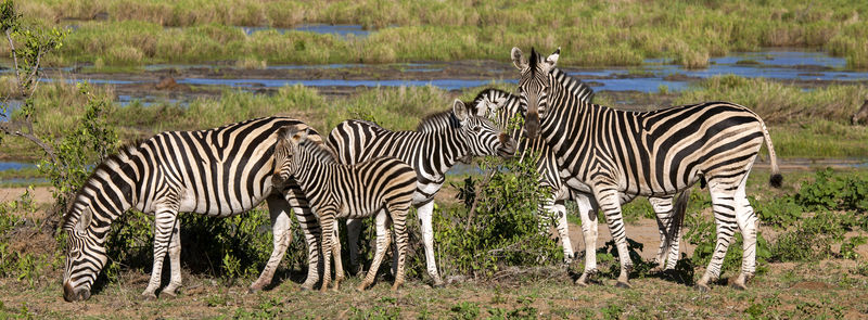 南非克鲁格公园斑马家族