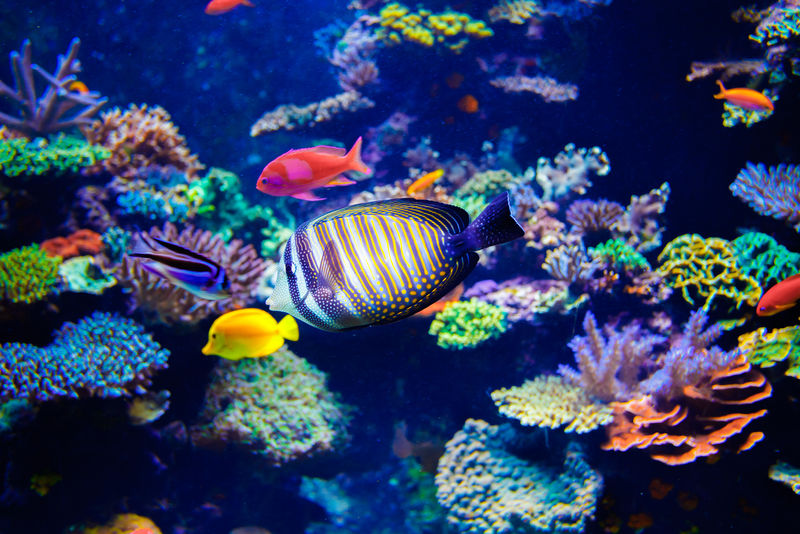 五颜六色的水族馆-展示着五颜六色的各种各样的鱼