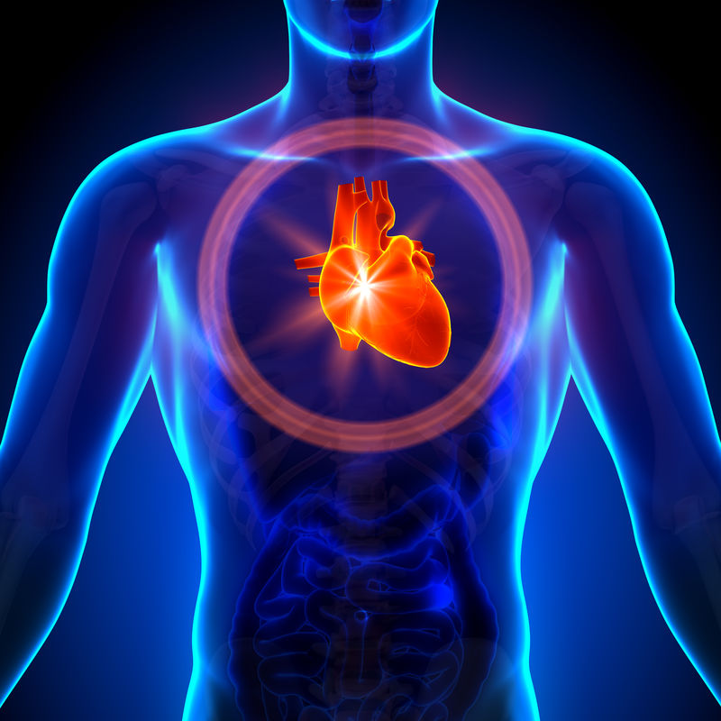 人体器官的心脏-男性解剖学