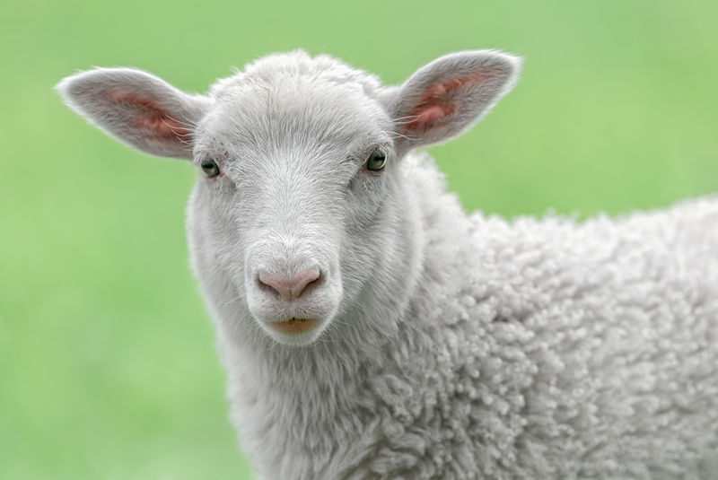 一张白羔羊的脸用亮绿色的背景看着你