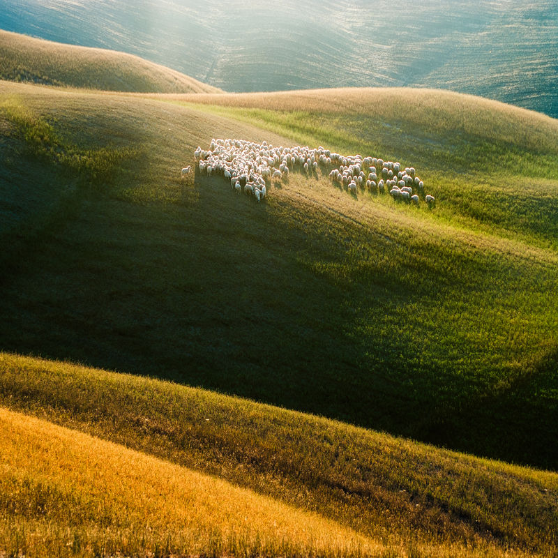 托斯卡纳山上的羊