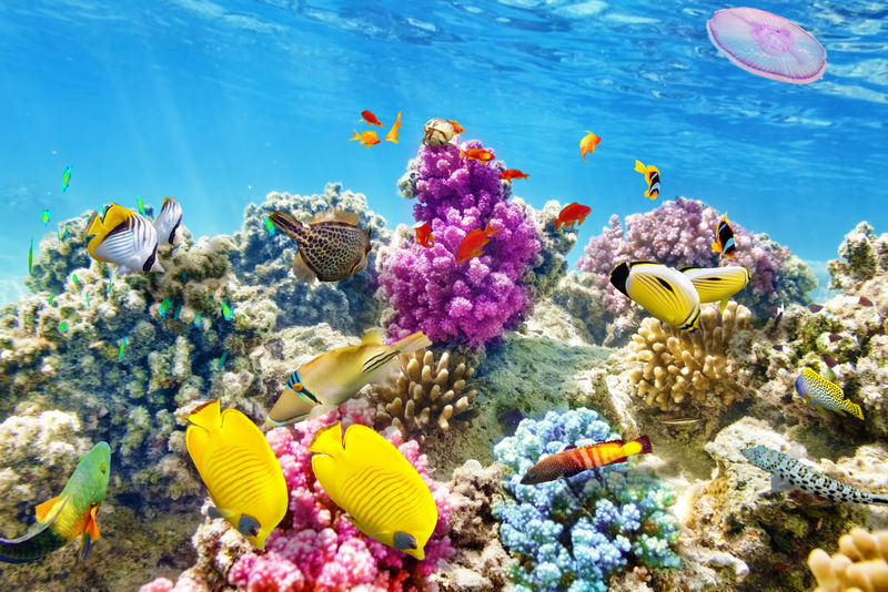 美丽而美丽的海底世界-珊瑚和热带鱼