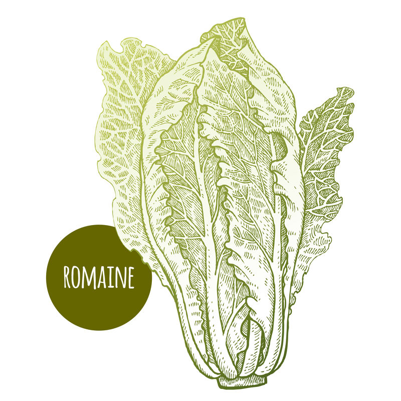 生菜罗马-白色背景下的植物-矢量图-手绘风格复古雕刻-绿色植物-用于制作菜单、食谱、装饰厨房用品-酿造的