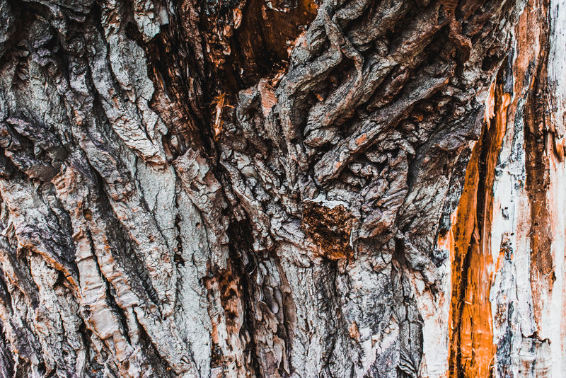 橡木树皮结构纹理背景