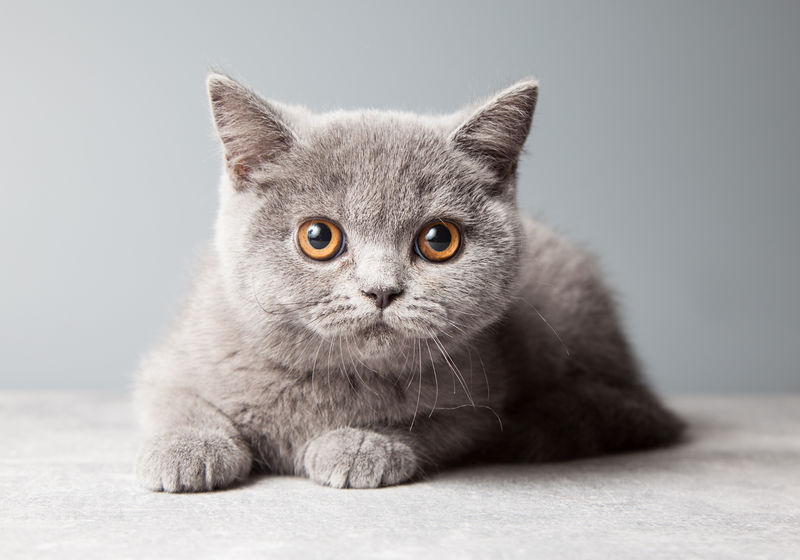 猫，英国短毛蓝猫咪灰色背景，工作室。