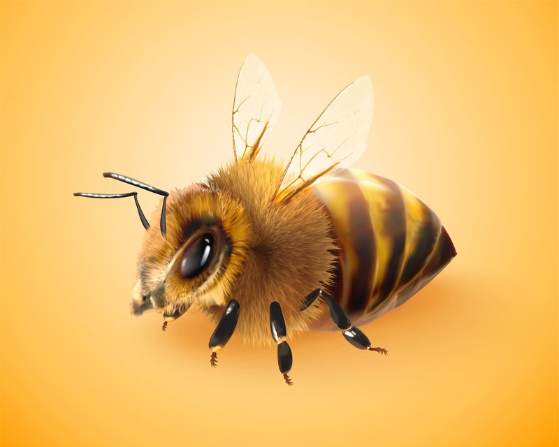 毛绒蜜蜂