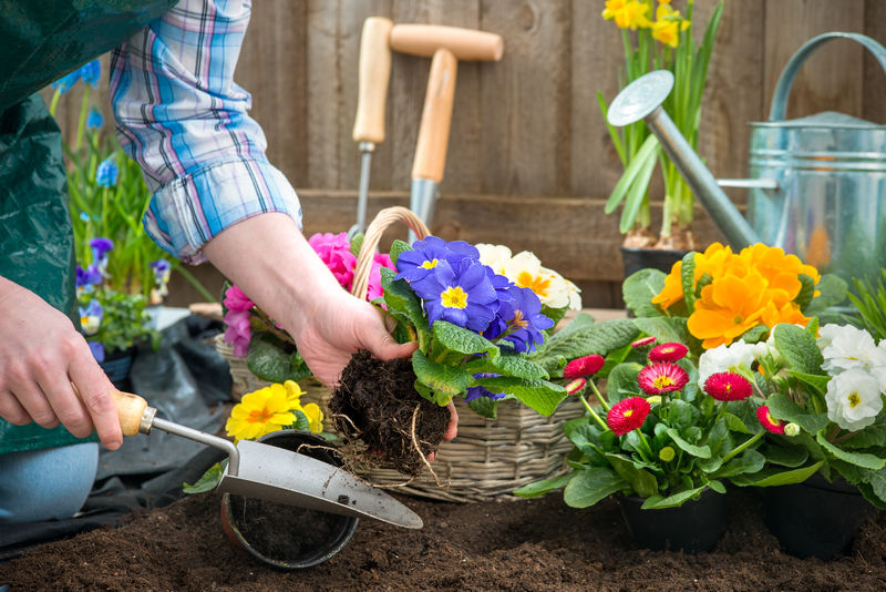 园丁手把花栽在后院的泥土或土壤中