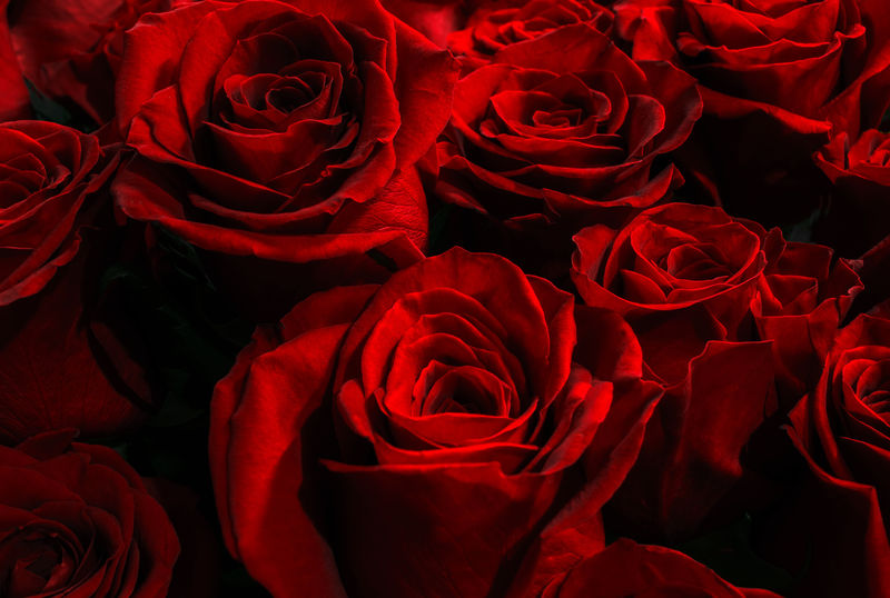 黑色背景上的红色猩红色玫瑰。玫瑰花束