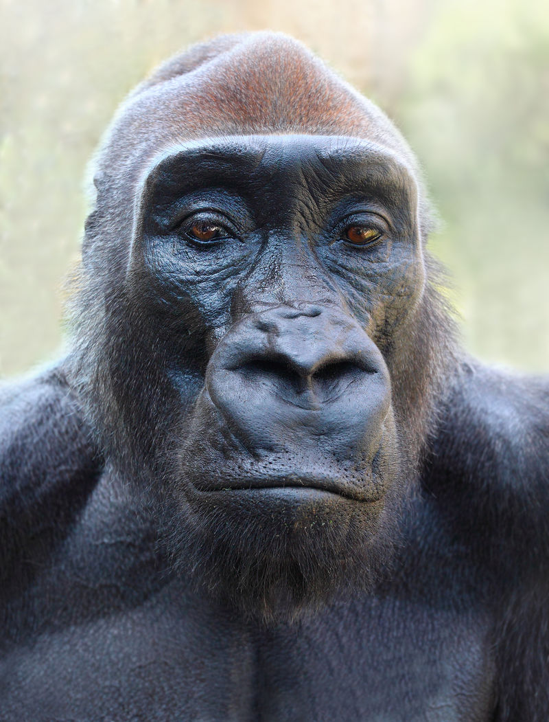 大猩猩的肖像