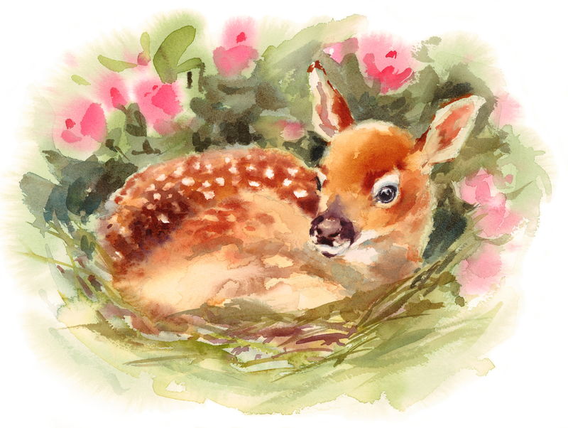 水彩小鹿宝宝躺在花丛中手绘儿童插图