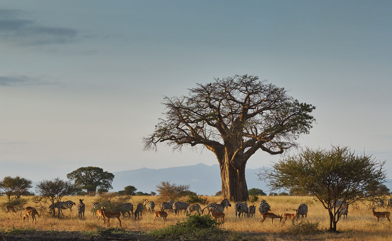 非洲动物景观