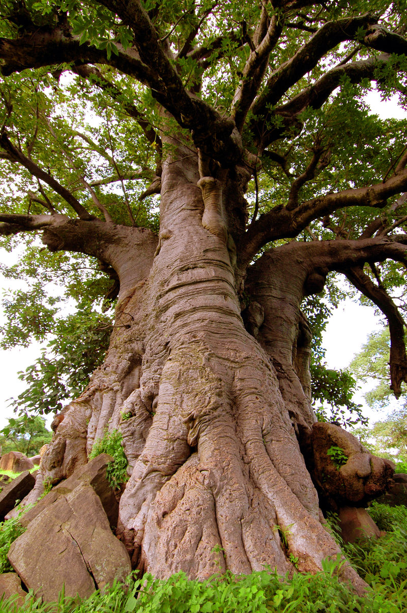 非洲塞内加尔的巨型猴面包树